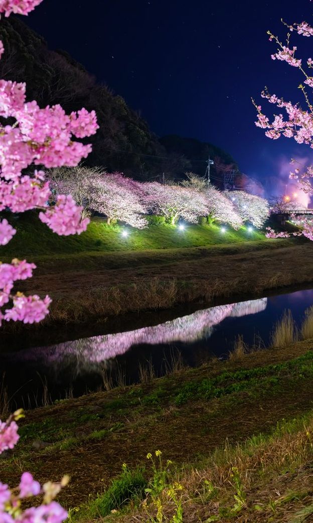河津櫻夜櫻河岸點燈