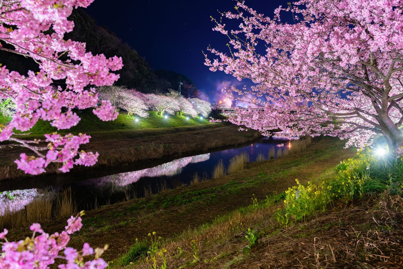 河津櫻夜櫻河岸點燈